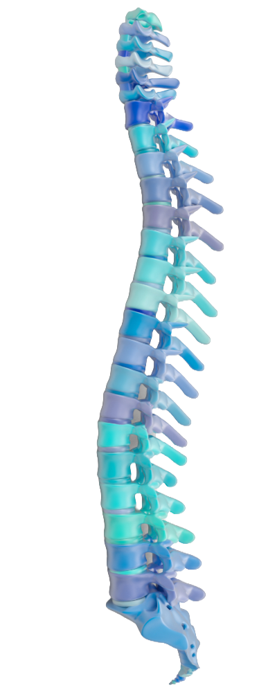 Illustration of human spine on the FAQs page